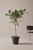 Ficus Audrey viherkasvi, korkeus 150 cm