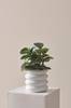 Peperomia Red Canyon viherkasvi 20 cm